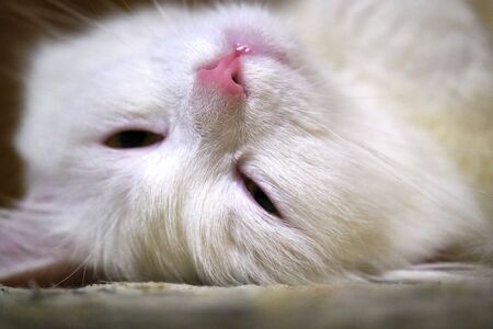 White cat sleeps head up close-up colorの写真素材