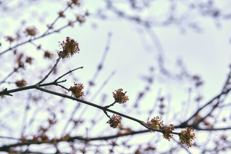 almost tree on a branch colorの写真素材