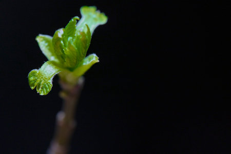 blossomed birch kidney marco low light