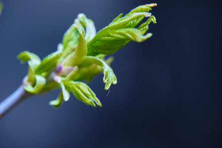 blossomed birch kidney marco low light