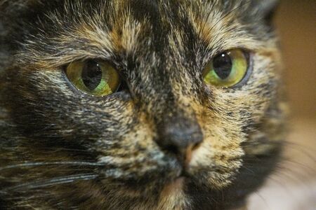 three-color spotted cat close-up colorの写真素材