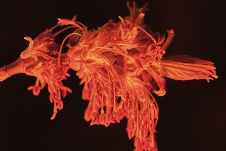 Kidney with stamens on a branch of American maple in darkness, macro photo, selective focus, red lightの写真素材