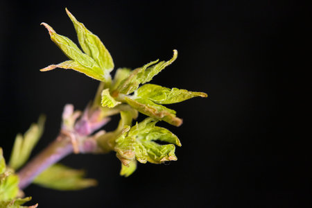 Kidney with stamens on a branch of American maple in darkness, macro photo, selective focus, low...