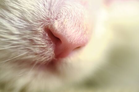 pink cat's nose macro colorの写真素材
