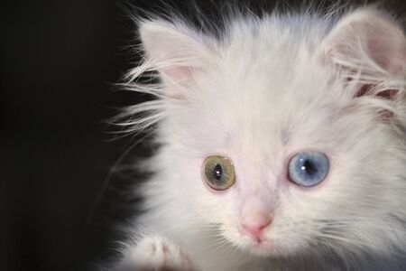 kitten with heterochromia hiden close-up low lightの素材 [FY310145882926]