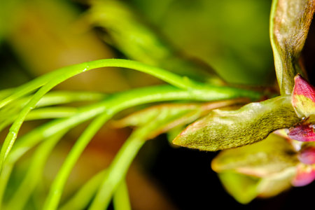 blooming buds on a black background macro