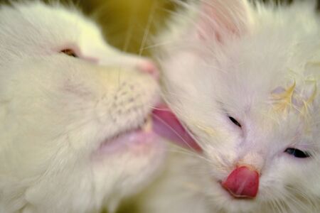 White cat licks kitten low lightの写真素材