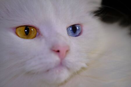 Turkish angora with heterochromia close upの写真素材