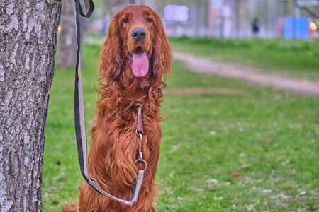 Irish Setter waits for host sits by a tree on a leashの写真素材