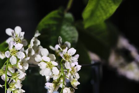 branch with cherry tree flowers on a black backgroundの写真素材