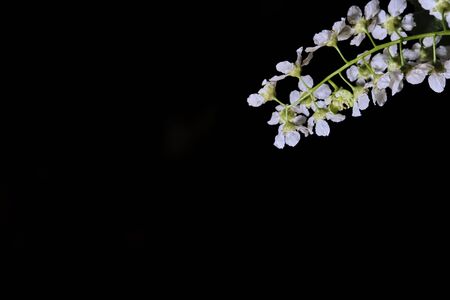 cherry tree flowers on a black macro backgroundの写真素材