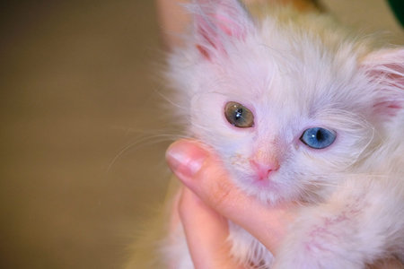 white kitten on hand color