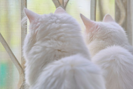 Two white cats staring out the window