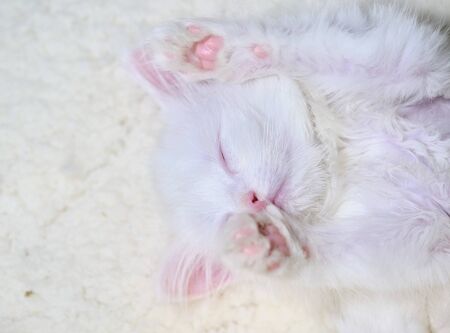 White kitten lies belly upの写真素材