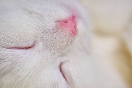 macro photo of white cat's noseの写真素材