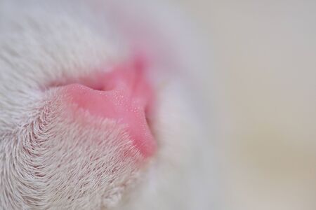 macro photo of white cat's noseの写真素材