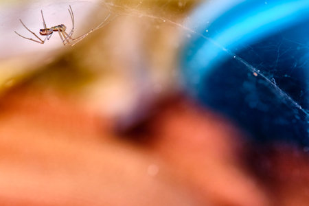 Spider hangs upside down on a web macro