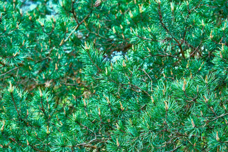 lush pine branches in summer