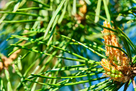 Spruce bump grows on a tree