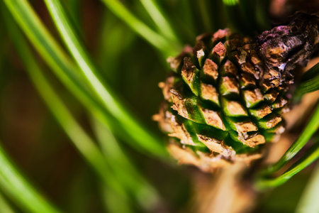 the bump grows on a branch of spruce