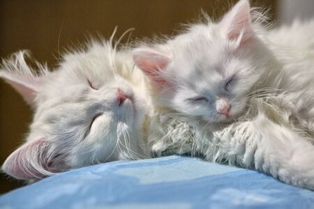 two white cats sleep in each other's armsの写真素材