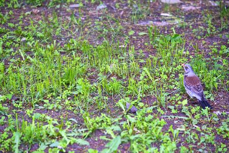 Blackbird sitting in the grass General planの写真素材