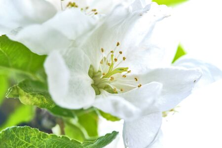 Apple blossoms on a branch macroの写真素材