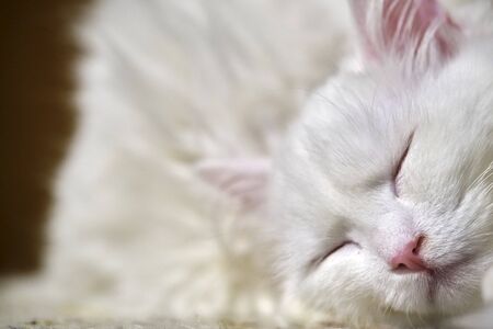 White cat sleeps close upの写真素材