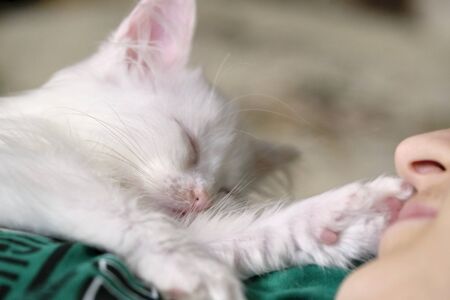 White kitten paw touches a person's faceの写真素材