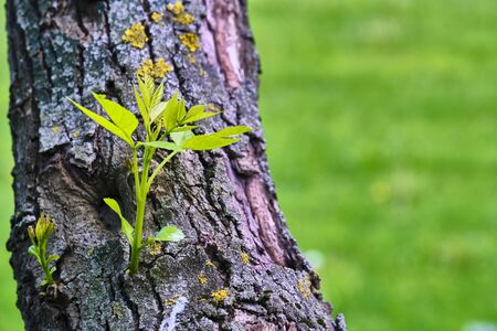 Leaves Grow From Trunk Of Poplar Tree.の写真素材