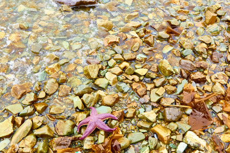 Starfish lie on wet stones on the seashoreの写真素材
