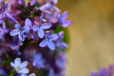 lilac flowers macro on a black backgroundの写真素材