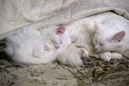 two White Kitten's Sleeps Close-Up colorの写真素材