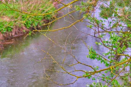 forest stream flowing general plan