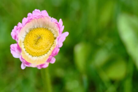 pink field flower close-up, blurred background. View from aboveの写真素材