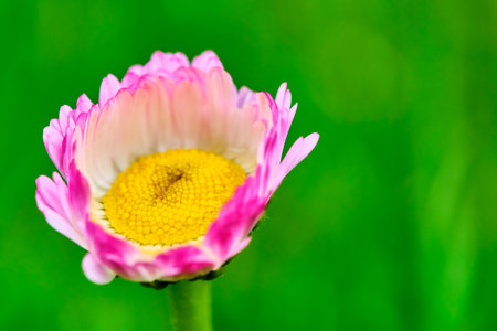 pink field flower close-up, blurred background. View from aboveの写真素材