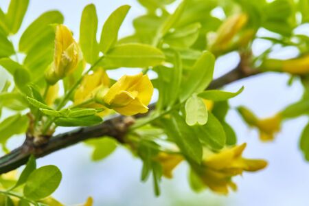 yellow tree flowers close-up blure backgroundの写真素材