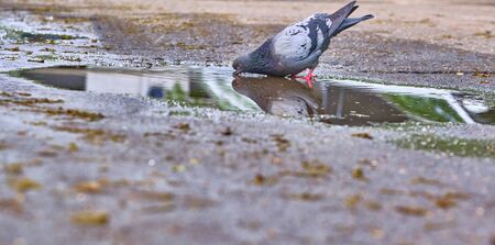 pigeon drinks from a puddle general plan colorの写真素材