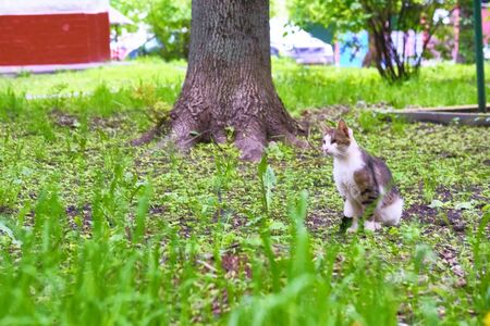 one-eyed cat sits on the ground gtntral plan colorの写真素材