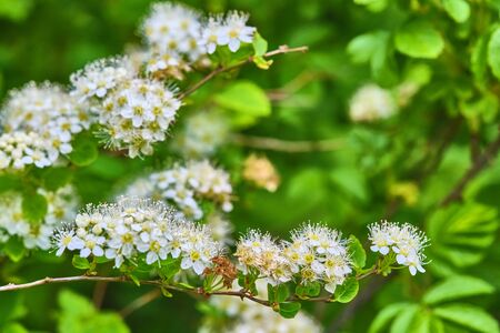 fluffy white flowers on a tree general plan colorの写真素材