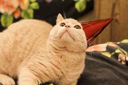 red cat in a festive cap gengeral plan colorの写真素材