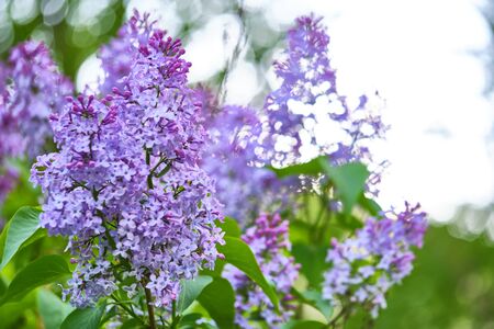 Close up beautiful lilac flowers color blur backgroundの写真素材