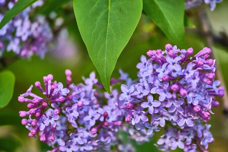 Close up beautiful lilac flowers color blur backgroundの写真素材