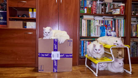 MOSCOW-may 29, 2020: a white cat lies on a box that came from the Beru online store. The General plan, the Turkish Angora colorのeditorial素材