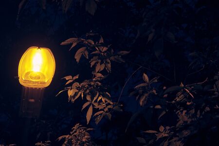 street lantern in foliage at night low light colorの写真素材