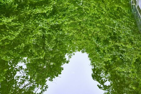 Reflection of the clouds and trees inside of a puddle.の写真素材