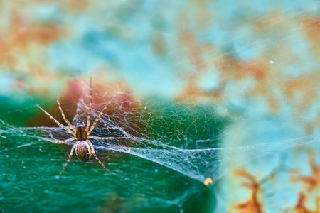 Spider sits on a web macro general planの写真素材