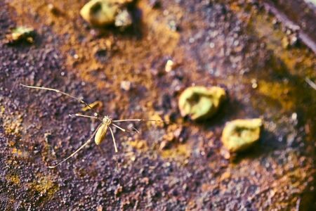 Spider sits on rusty iron. general plan macro colorの写真素材