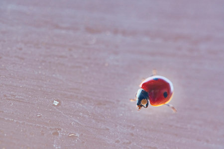 A red ladybug with black spots sits on green leaves behind a dripping wet glass. Macrophotography....