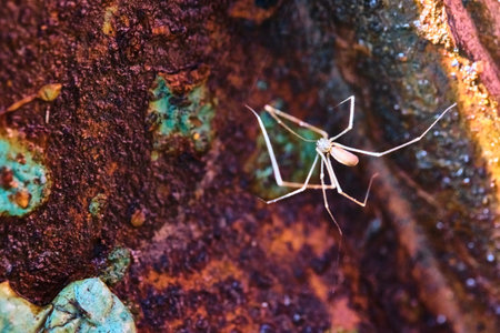 Spider sits on rusty iron. general plan macro color